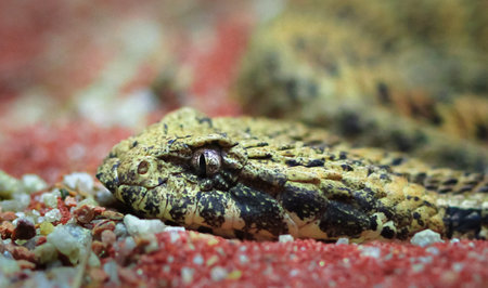 Closeup of the head of a common death adder (Acanthophis antarcticus) resting in the sand.