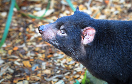 A Tasmanian devil (Sarcophilus harrisii) sniffs the air in New South Wales, Australia.