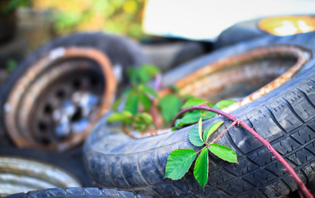 Bramble (Rubus fruticosus) grows over old car tires at the abandoned Furber's Scrapyard in Shropshire, England.の写真素材