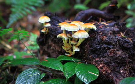 A group of sulfur tuft mushrooms (Hypholoma fasciculare) in Nesscliffe, Shropshire, England.