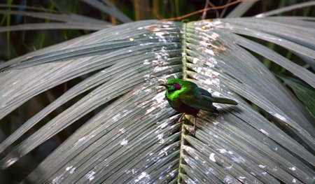 An emerald starling (Lamprotornis iris) sits on a large palm frond.の写真素材
