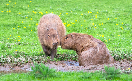 A pair of capybara (Hydrochoerus hydrochaeris) soaking in a muddy pool.の写真素材
