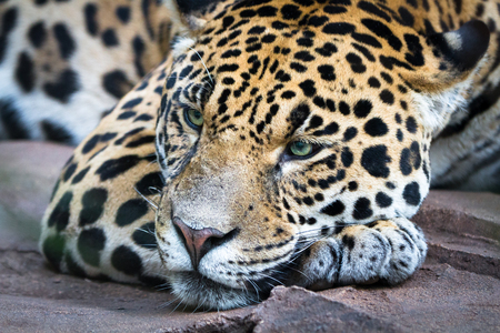 An adult jaguar (Panthera onca) rests lazily on a large rock.の写真素材