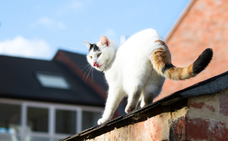 A large white house cat walks along a roof in Shrewsbury, Shropshire, England.の写真素材