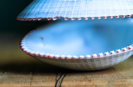 A blue-purple clam shell with red-tinged serrations is photographed up close in high detail.