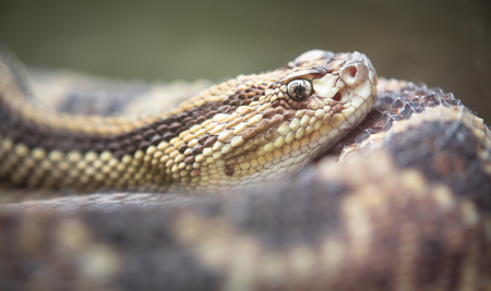 Neotropical rattlesnake (Crotalus durissus) resting in Costa Rica.の写真素材