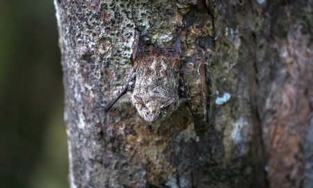 Proboscis bat (Rhynchonycteris naso) clinging to the underside of a palm tree near Sierpe, Costa...