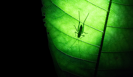 Silhouette of a cricket on a large leaf at night on the Osa Peninsula, Costa Rica.の写真素材