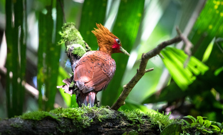 Chestnut-colored woodpecker (Celeus castaneus), adult male, near Puerto Viejo de Sarapiqui, Costa Rica.の写真素材