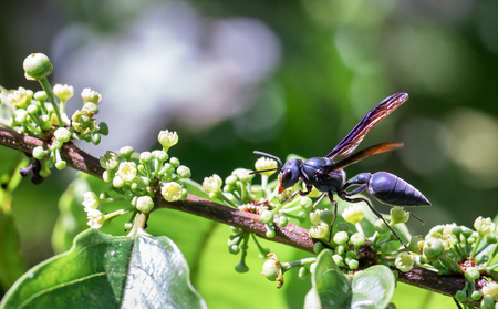 Wasp near Puerto Viejo de Sarapiqui, Costa Rica.の写真素材