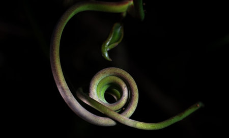 Twisted vines at night in Cahuita, Costa Rica.