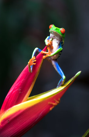 Red-eyed tree frog (Agalychnis callidryas) clinging on to a heliconia flower. Costa Rica.