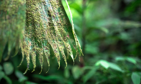 Moss and lichen cover this old leaf in the Tapanti-Macizo Cerro de la Muerte National Park, Costa Rica.の写真素材