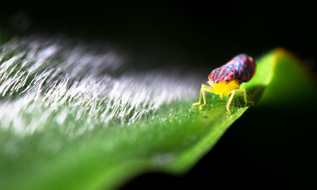 Giant red-spotted sharpshooter (Ladoffa arcuata) in the Tapanti Macizo Cerro de la Muerte National...
