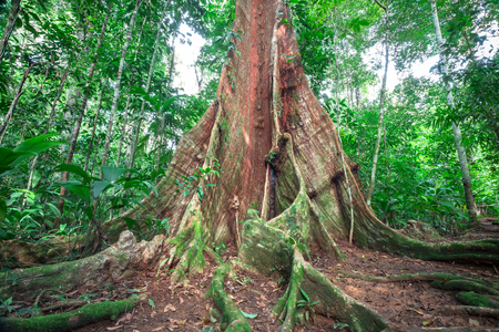 Enormous buttress roots emerge from the forest floor on the Osa Peninsula, Costa Rica.の写真素材