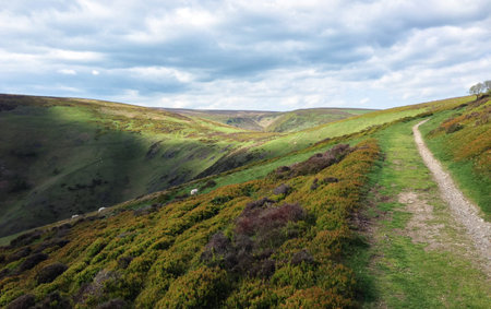 Sheep grazing in the mountainous Long Mynd area of Shropshire, England on a cloudy day.