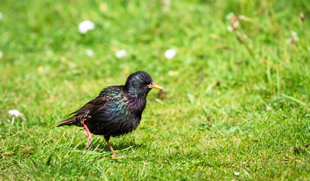 A European starling (also called a common starling, Sturnus vulgaris) walks through a grassy field on a sunny day at Loch Gruinart Nature Reserve on the island of Islay, Scotland.の写真素材