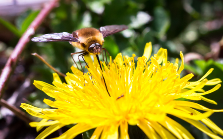 A dark-edged bee fly (Bomylius major) feeds from a dandelion flower at Wem Moss in Shropshire, England.の写真素材