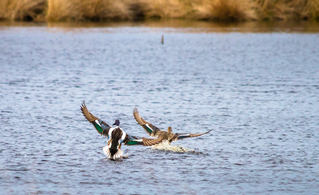 A male and female northern shoveler (Anas clypeata) land in a pond at Whixall Moss in Shropshire, England.の写真素材