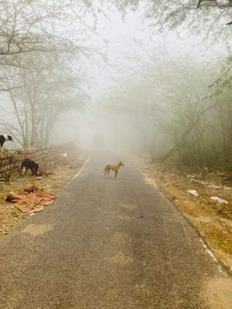Dog walking on the road in the foggy morningの写真素材