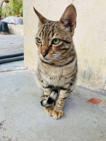 Cat sitting on the floor in the street. Cat on the street.の写真素材