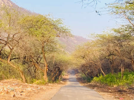 View of the road in the savannah of Chobe National Park, Botswanaの写真素材