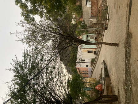 A vertical shot of an old building with a tree in the foregroundの写真素材