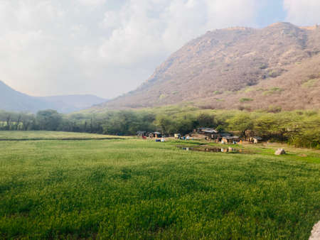 Rural landscape of green rice field with mountains in the background.の写真素材