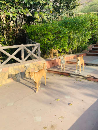 Two dogs sitting on the stairs in the park. Selective focus.の写真素材