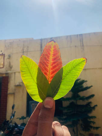 Hand holding a green leaf on the background of a building.の写真素材