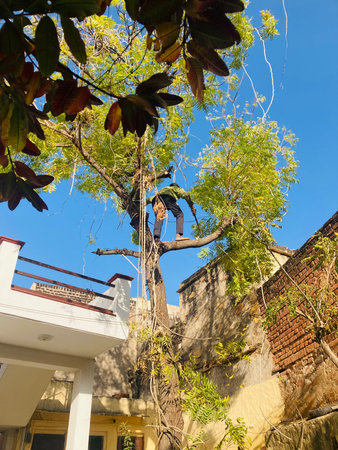 Tree surgeon pruning a tree in Bali, Indonesia