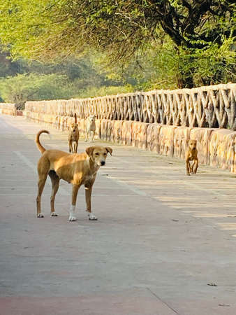 Two stray dogs walking in the park. Selective focus on the dog.の写真素材
