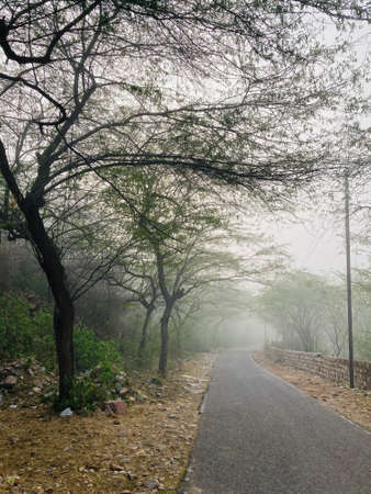 Road in the misty forest with trees in the background. Shot in India, Goa.の写真素材