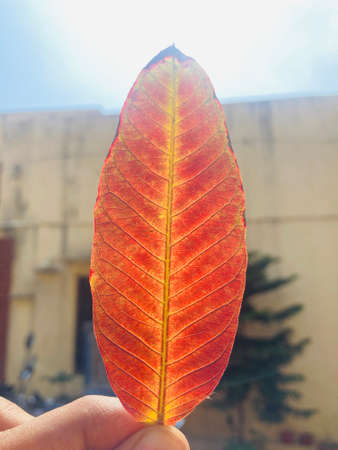 A closeup shot of a colorful autumn leaf on a blurred backgroundの写真素材