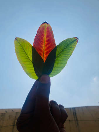 A hand holding a green leaf with a blue sky in the backgroundの写真素材
