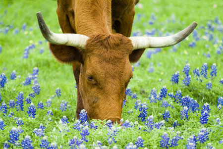 Horned bovine grazing peacefully with lovely Bluebonnet flowers peppered though out the green grass.の写真素材