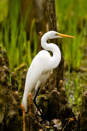 Snowy Egret with a beautiful "S" curve in its neck standing amongst the cypress knees on the bank of a swamp.の写真素材