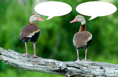 Photo of ducks on a branch holding a conversion using blank speech bubbles.の写真素材