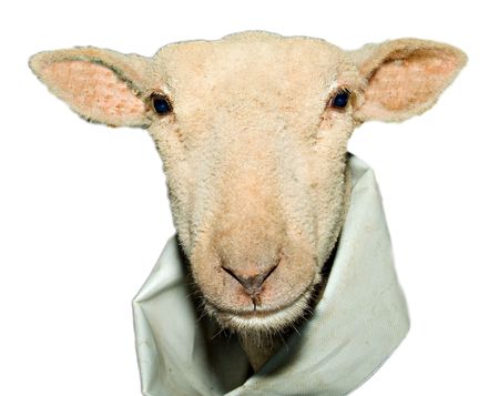 Close up and isolated shot of a lamb faceの写真素材