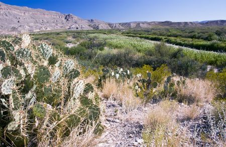 A rugged landscape with prickly cactus, cliffs, and a river far in the background. の写真素材