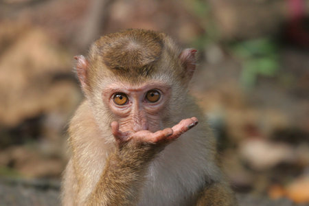 blowing kiss,pig-tailed monkey (Macaca nemestrina) Phuket, Thailandの写真素材