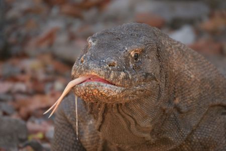 Komodo dragons ,Komodo Island, Indonesiaの写真素材