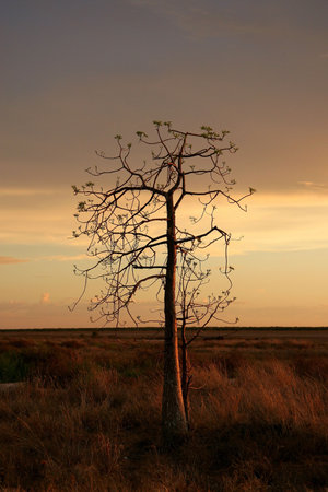 Boab tree, Kimberly, Australia