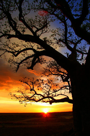 Boab tree, Kimberly, Australia