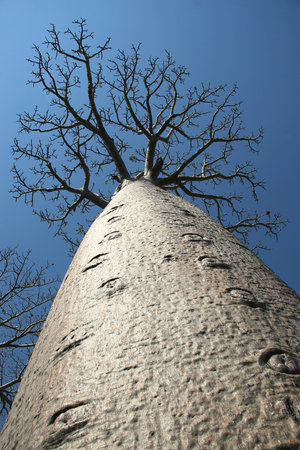 Avenue de Baobab, Adansonia madagascariensis, Madagascar