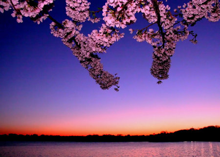 Cherry Blossom, Sakura, Spring, Washington DCの写真素材