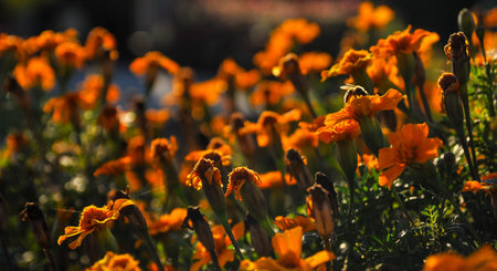 Bee on flower