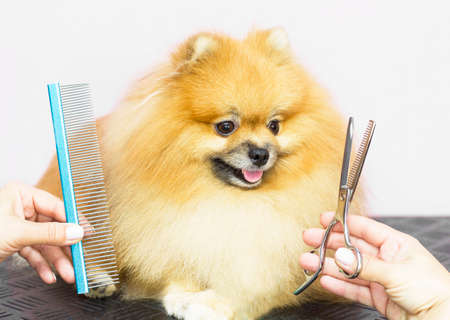 Grooming. A smiling Pomeranian dog gets a haircut in a pet care salon. Close-up. Pink background. Scissors and a comb near the dog's muzzle.の写真素材