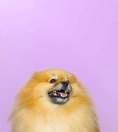 Funny studio portrait of a cute smiling Pomeranian puppy isolated on a pink background. The dog is watching and waiting for the reward. The concept of caring for pets and animals. Bannerの写真素材