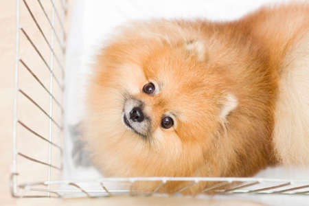 A dog in a cage. Isolated background. A happy Pomeranian pomeranian in an iron box is waiting for the owner after a haircut in the salon. Groomingの写真素材